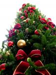 Sapin 04.jpg