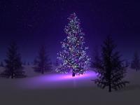 Sapin 05.jpg