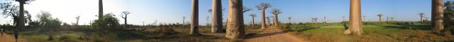 pano_baobab.jpg